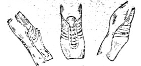 Image1